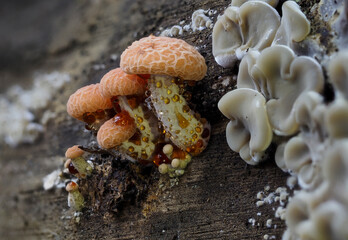 Orangerötlicher Adernseitling (Rhodotus palmatus)