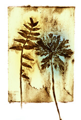 abstract art - monoprint - leaves and plants printed on paper - original artwork