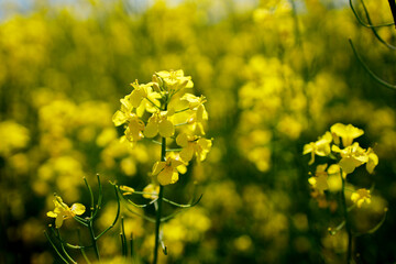 Close up blooming rapeseedin agricultural field. Rapeseed is grown for the production of animal feeds, vegetable oils and biodiesel