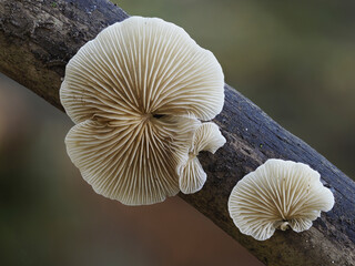 Pilze im Eifelwald
