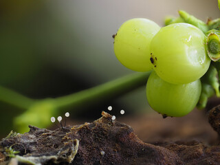 Fruchtkörper von Schleimpilz (Myxomyceten) und Mistelbeerren
