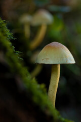 Mushroom, Hypholoma fasciculare, commonly known as the sulphur tuft or clustered woodlover