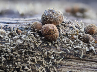 Pilzspinne (Isaria umbrina)