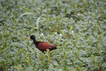 Birds of Costa Rica in Tortuguero