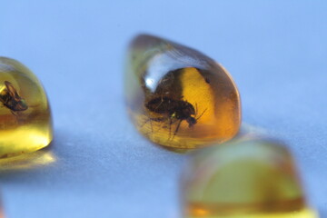 amber, insect