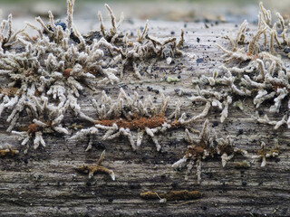 Pilzspinne (Isaria umbrina)