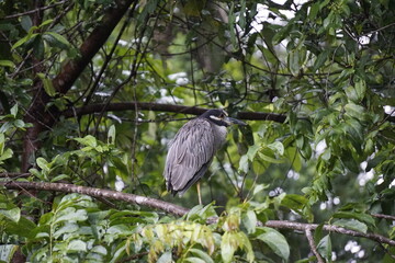 Birds of Costa Rica in Tortuguero