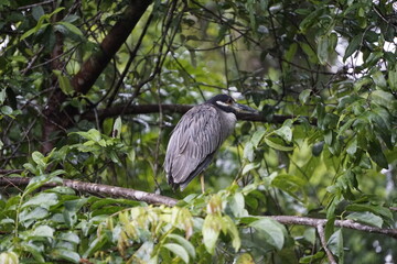 Birds of Costa Rica in Tortuguero