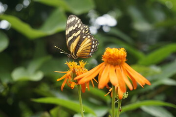 beautiful butterflies pollinating in costa rica
