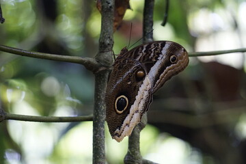 beautiful butterflies pollinating in costa rica