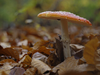 Fliegenpilz (Amanita muscaria)
