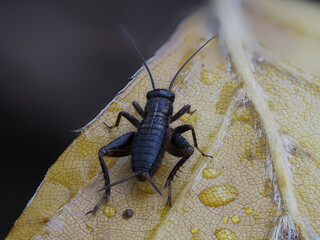 Waldgrille (Nemobius sylvestris)