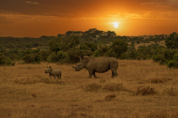 Fototapeta premium White Rhinoceros Ceratotherium simum Square-lipped Rhinoceros at Khama Rhino Sanctuary Kenya Africa.