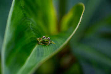 Teratohyla spinosa glass frog (spiny cochran frog) of the family of centrolenidae on a green leaf in the jungle of Costa Rica. Found in the jungle of Tortuguero national park.