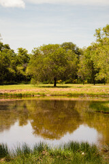 lake in the park
