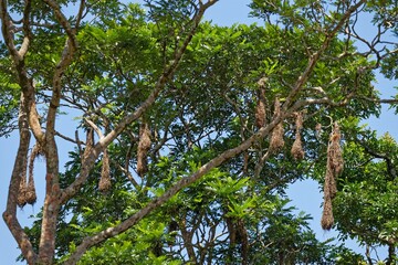 Nester des Montezumastirnvogels
