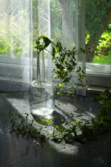 Green Plant in Glass Water Bottle on Round Table in Country House Room.