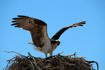 Fish eagle in nest on Loreto beach, Baja California Sur, Mexico