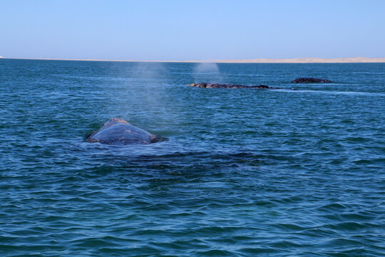 Gray whale at whale watching in Laguna Ojo de Liebre, Baja California Sur, Mexico