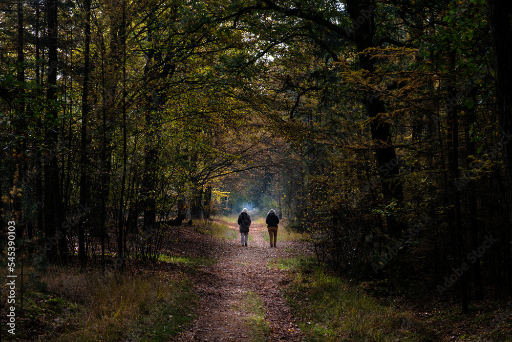 Canvas Prints Nature reserve Sallandse Heuvelrug