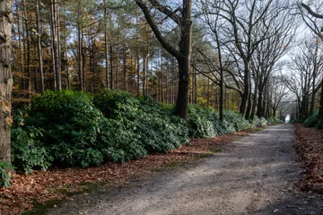 Fototapete Nature reserve Sallandse Heuvelrug © Holland-PhotostockNL