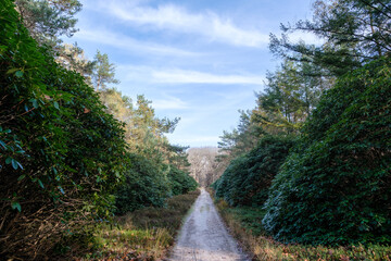 Nature reserve Sallandse Heuvelrug