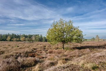 Fototapete Nature reserve Sallandse Heuvelrug © Holland-PhotostockNL