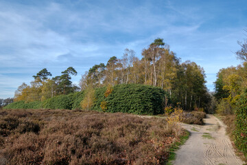 Obraz premium Nature reserve Sallandse Heuvelrug