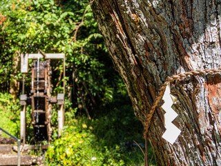 日龍峯寺の境内の千本桧の幹