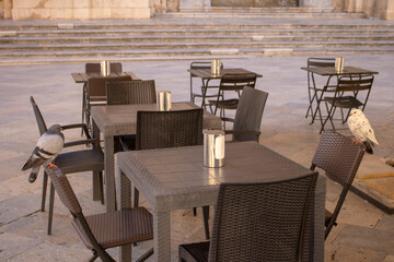 Leerer Bar, Kaffee oder Restaurant Platz mit 2 Tauben als Besucher