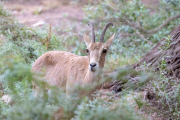 The Nubian ibex (Capra nubiana)  is a desert-dwelling goat species found in mountainous areas of Algeria, Egypt, Ethiopia, Eritrea, Israel, Jordan, Lebanon, Oman, Saudi Arabia, Sudan, and Yemen. 