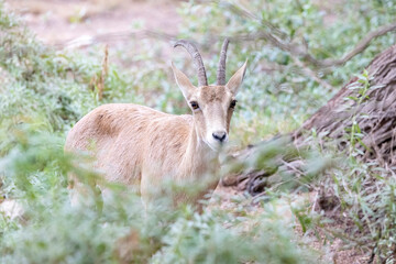 Naklejka na ściany i meble The Nubian ibex (Capra nubiana) is a desert-dwelling goat species found in mountainous areas of Algeria, Egypt, Ethiopia, Eritrea, Israel, Jordan, Lebanon, Oman, Saudi Arabia, Sudan, and Yemen. 