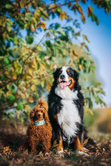 Obraz premium Beautiful red poodle and bernese mountain dog in colorful autumn. Dog in action. Toy poodle and bernese best friends 