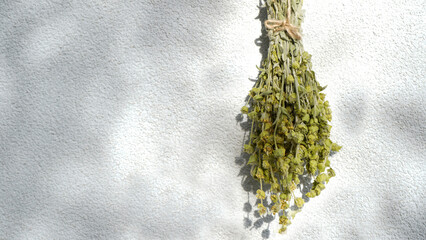  Hanging bunch of medicinal herb Sideritis Scardica or Mountain tea dried on white wall. Ironwort - endemic plant of Balkan Peninsula. Traditional alternative herbal medicine   
