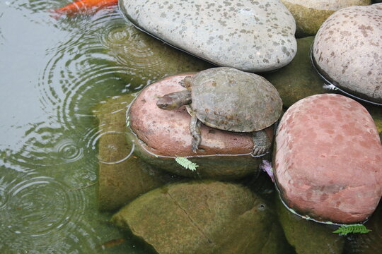 Close up of turtle on stone speckled grey rock in pond the exotic reptile with head and legs with grey speckled shell in the Secret Garden in Marrakesh Morocco in Summer sunshine in day light
