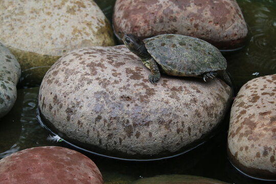 Close up of turtle on stone speckled grey rock in pond the exotic reptile with head and legs with grey speckled shell in the Secret Garden in Marrakesh Morocco in Summer sunshine in day light