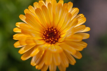 Calendula flower close-up on a green background in summer