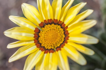 Gatsania flower close-up on a green background in summer
