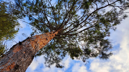 Pine tree. Bottom view. Pinus sylvestris