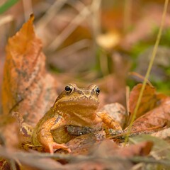 Colorful frog in the autumn forest.