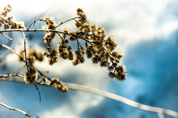 Dry plant in winter