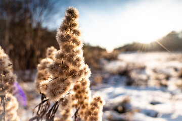 Dry plant in winter