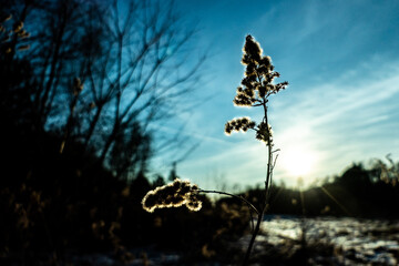 Dry plant in winter