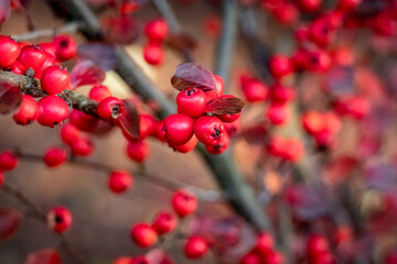 Red berries in autumn