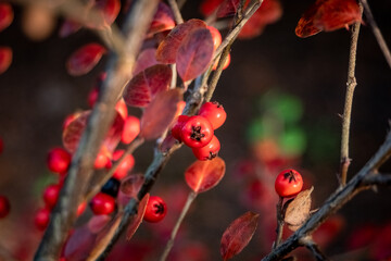 Red berries in autumn