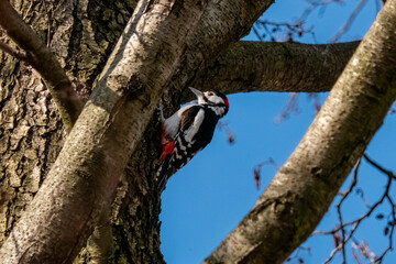 Woodpecker on the tree