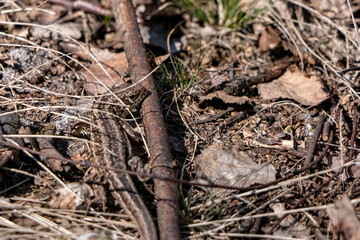 Lizard in the forest