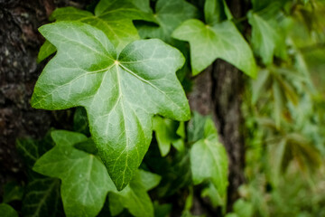 Ivy on the tree