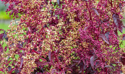 Gartenmelde (Atriplex hortensis)