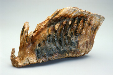 Mammouth, Mammuthus primigenius, Fossile de molaire